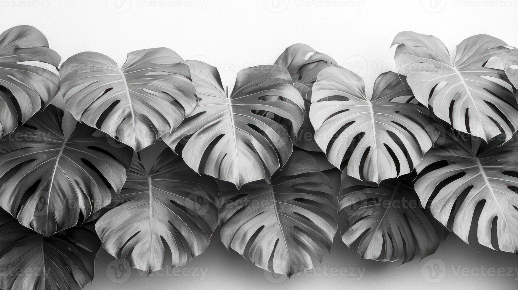Black and white photo of a wall with monstera leaves
