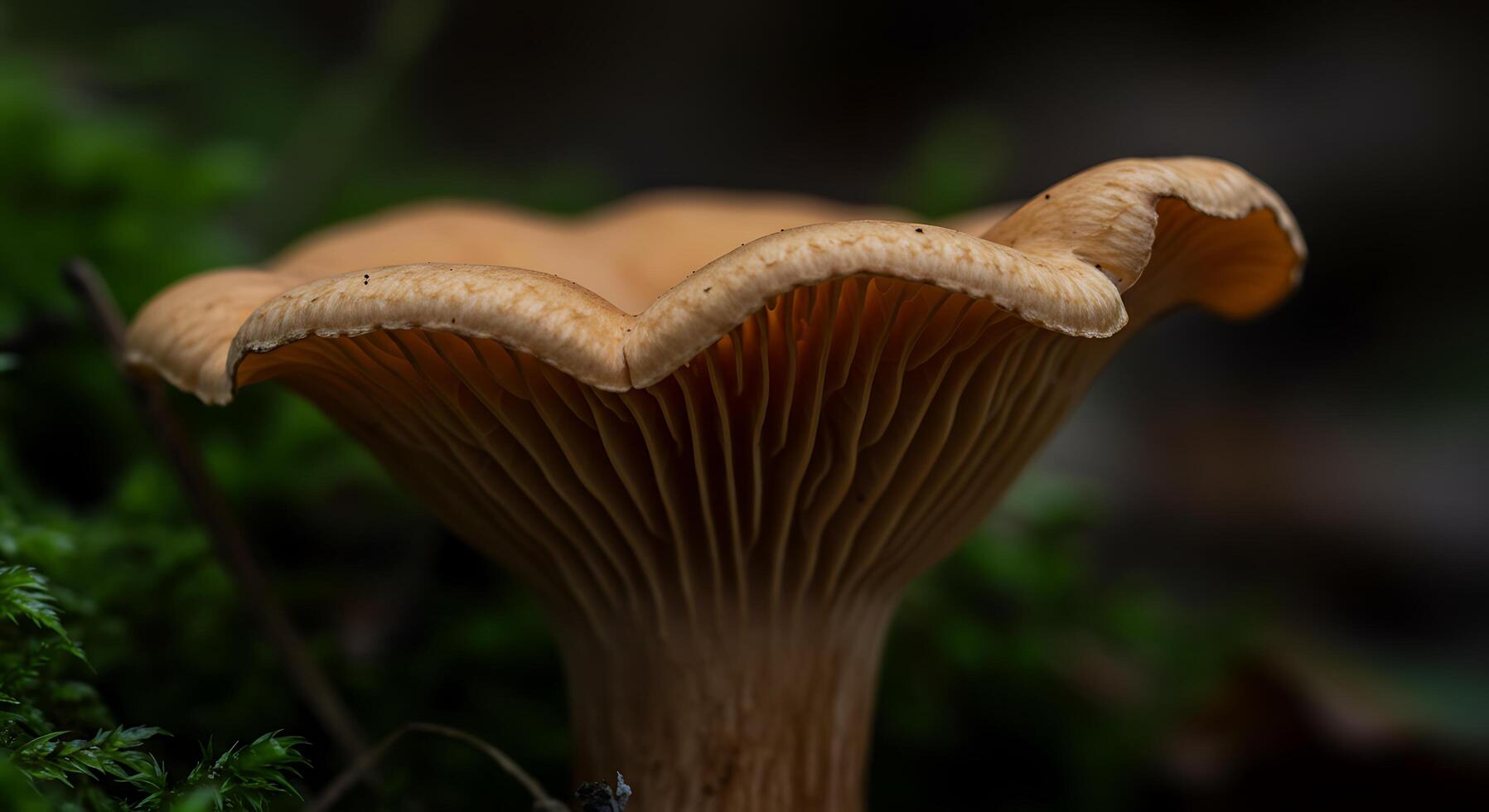 A mushroom with a long stem and a large cap photo