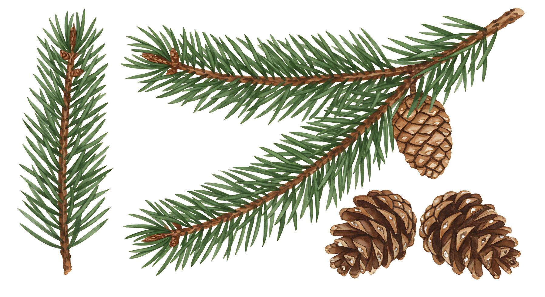 A branch of fir tree with cones and needles photo