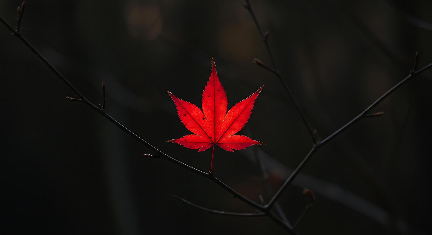 A red leaf is shown on a branch photo