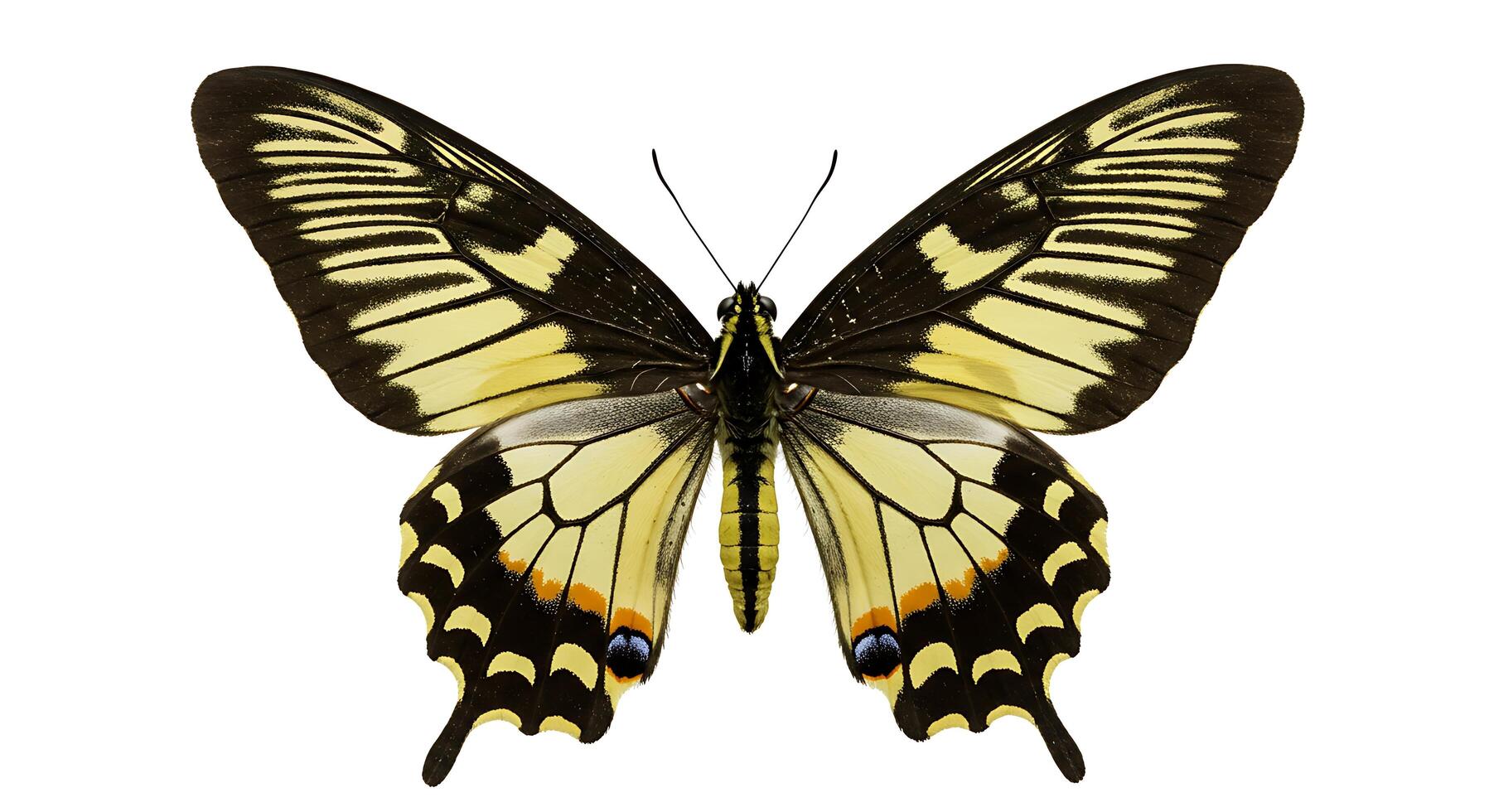 A large yellow and black butterfly is shown photo