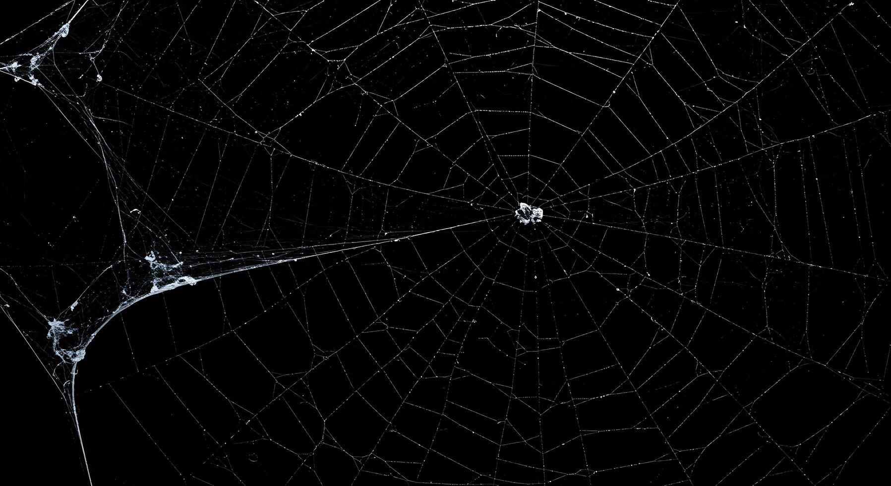 A spider web is shown in black and white photo
