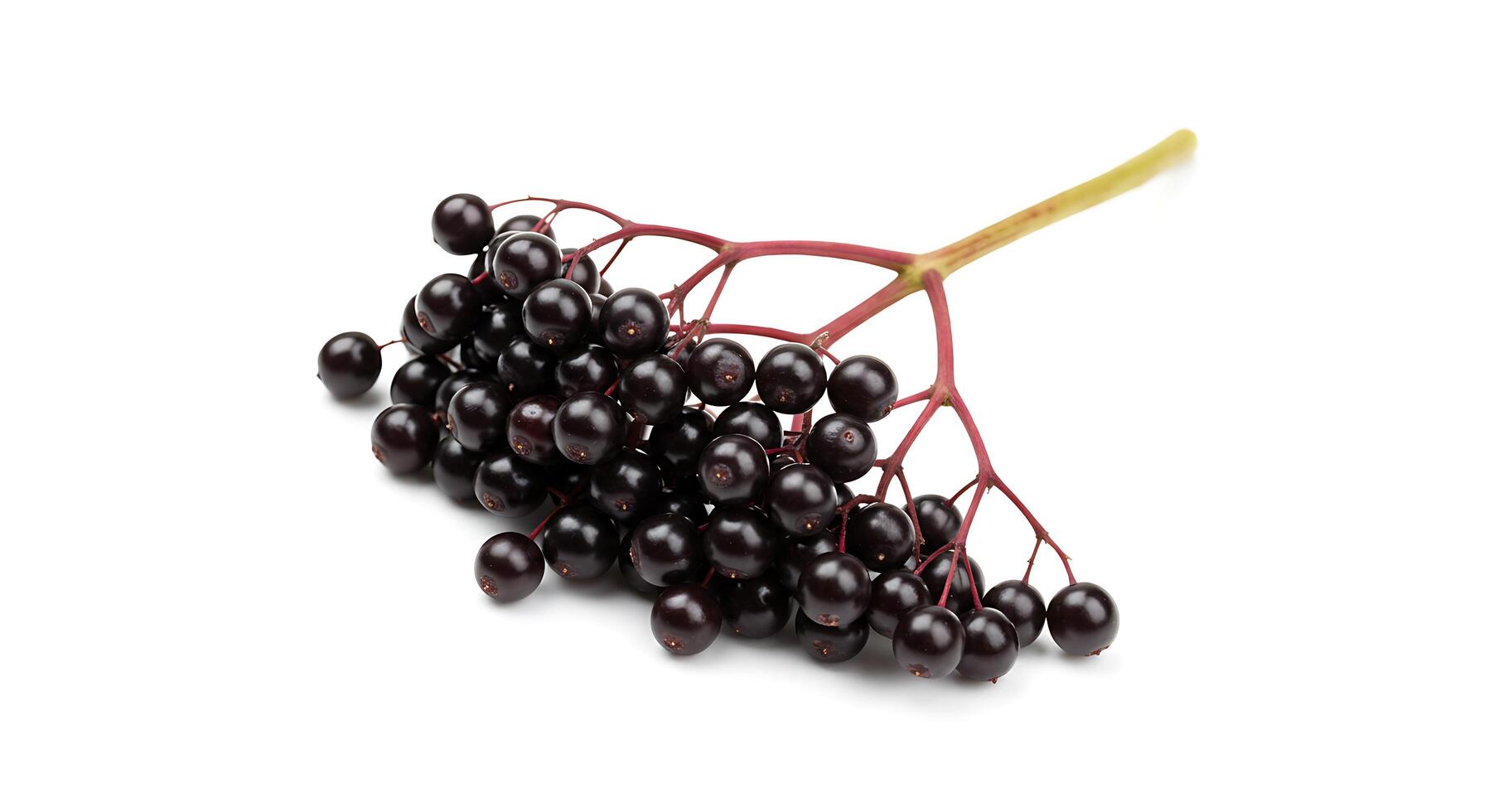 Black elderberry is a fruit that is used in many different ways photo