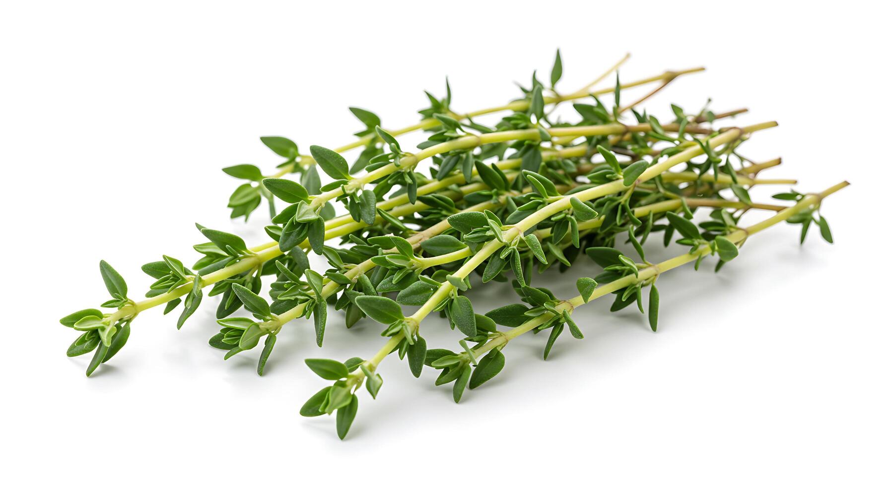 A bunch of fresh herbs on a white background photo
