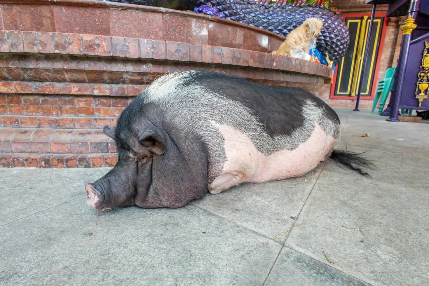 big pig Skin color black white, focus selective photo