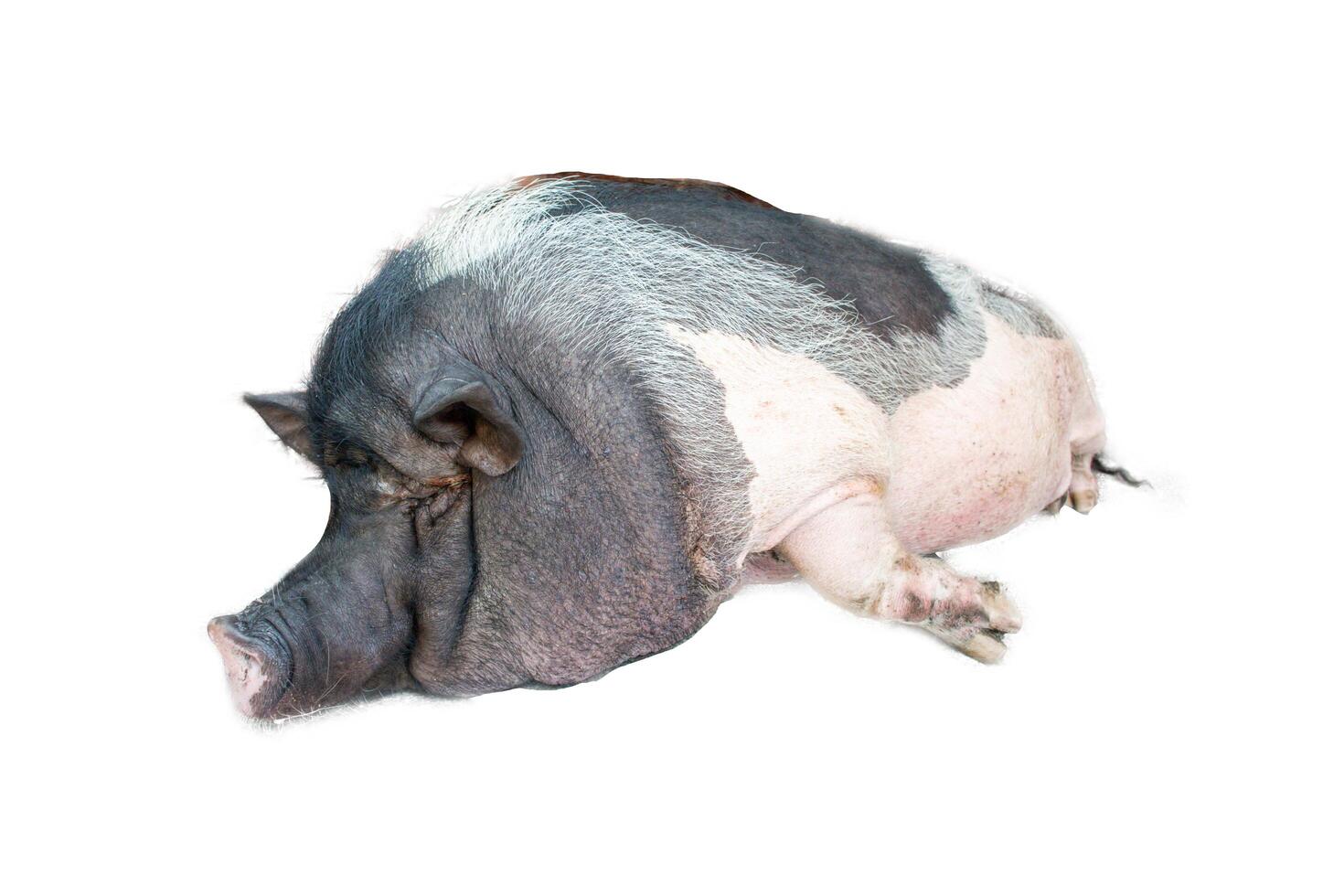 View of big pig Skin color black white focus selective photo