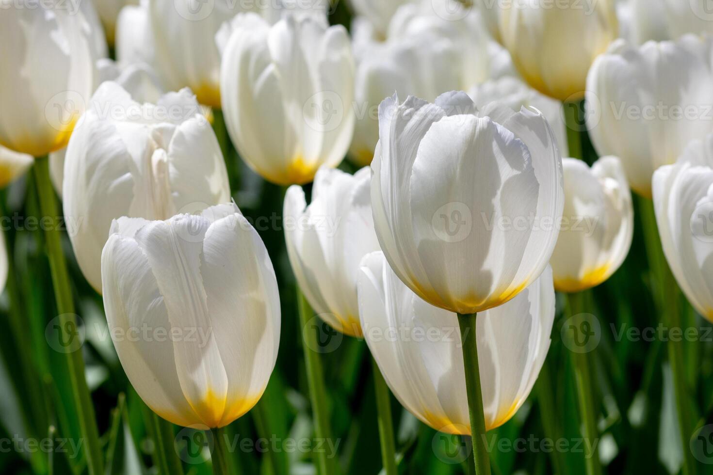Close up white tulips flowers growing in summer photo