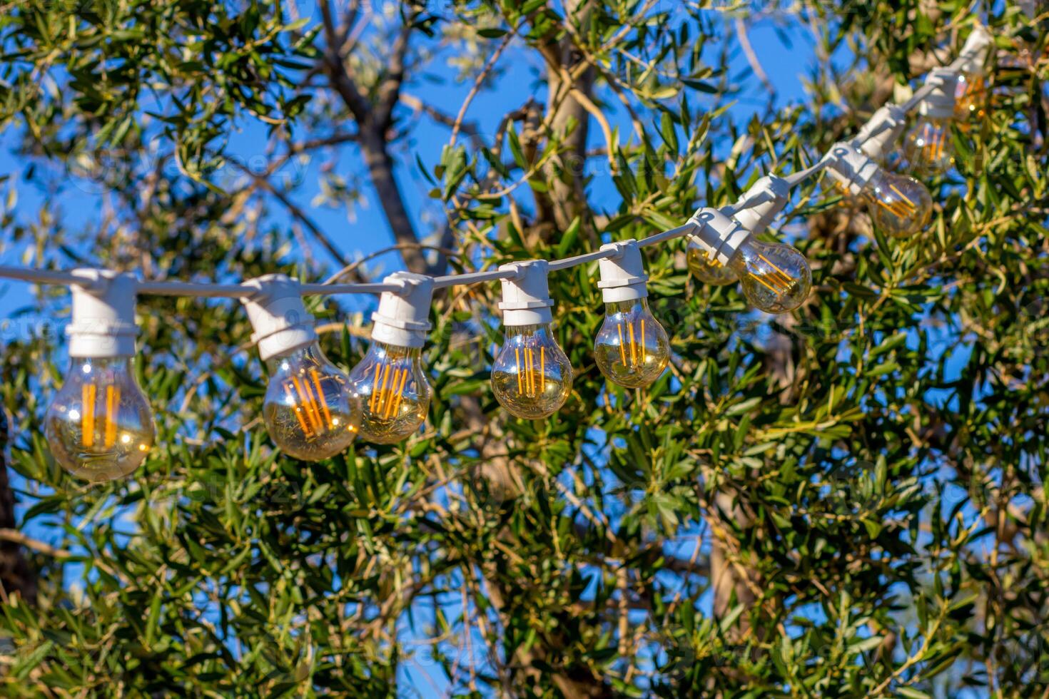 String lights hanging on a tree in a wine park Crimea over olive trees photo