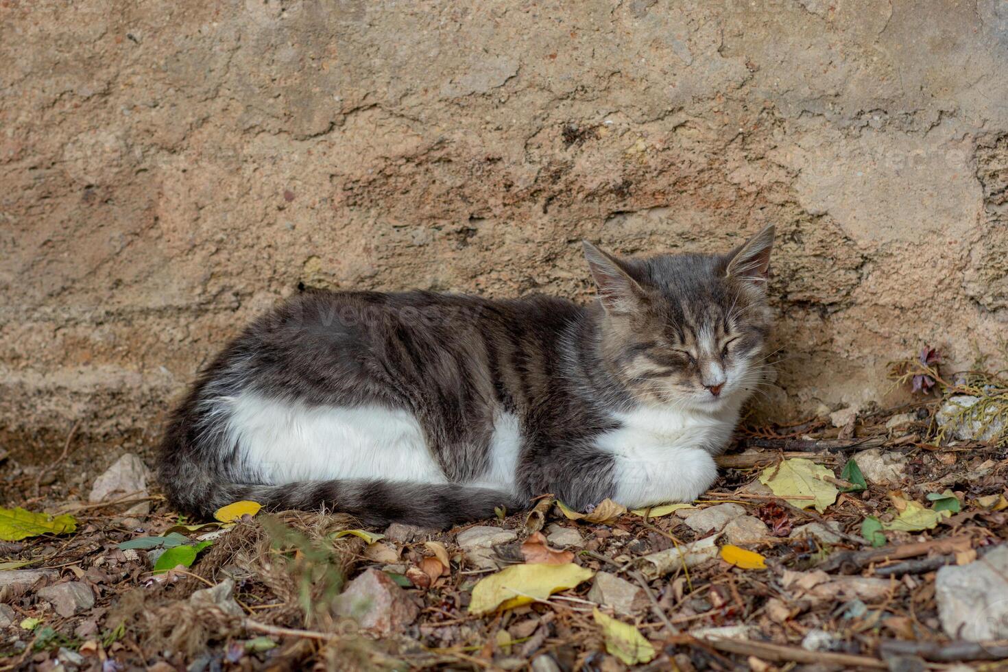 Homeless cat sleeping close to building wall on soil photo