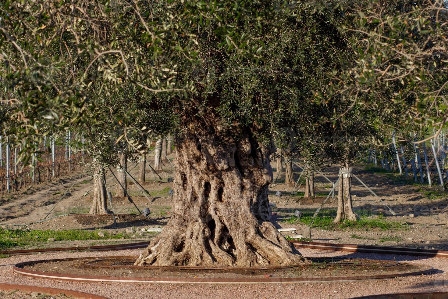 Olive thick tree growing in a Wine park in Crimea among other trees and vineyard photo