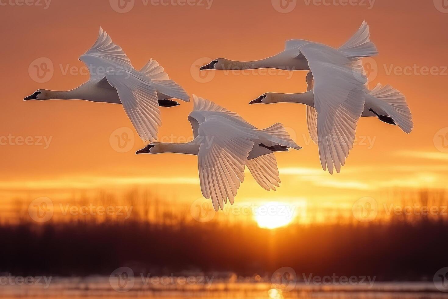 Majestic swans soaring through a golden sunset. photo