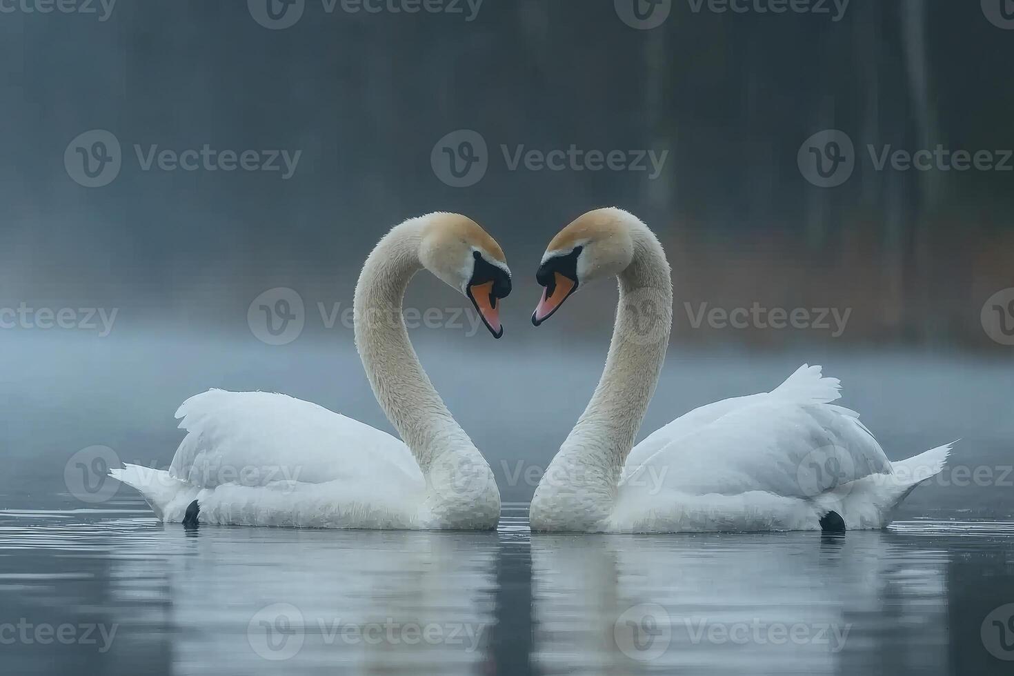 Two swans in a tranquil watery scene, forming a heart shape. photo