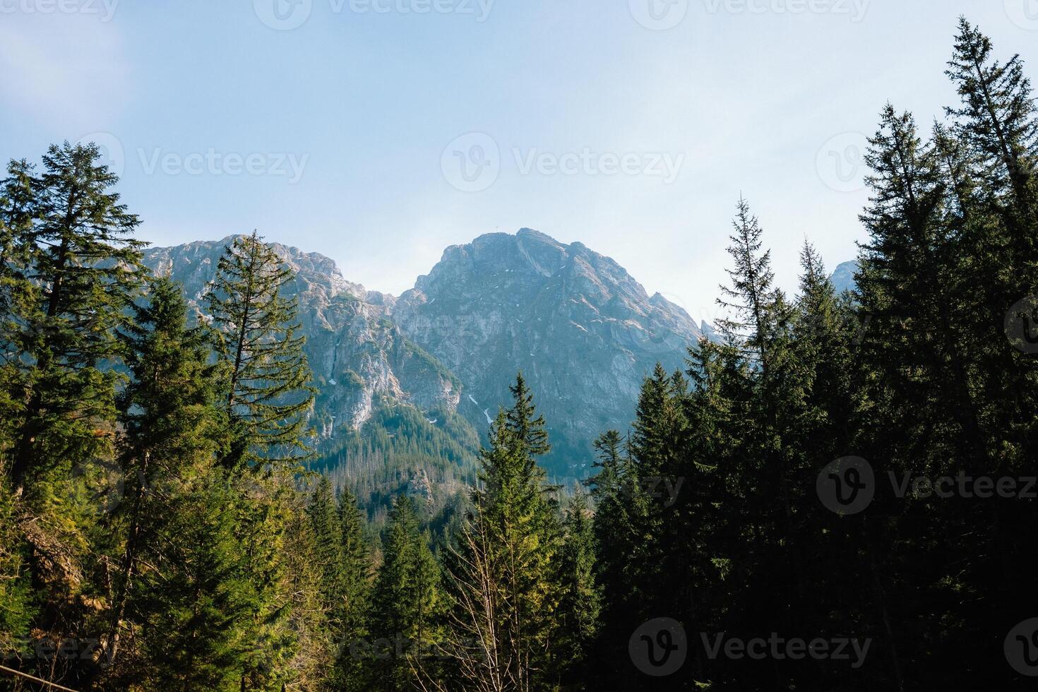 Stunning view of majestic mountain range with rugged peaks rising above lush green pine forest, creating breathtaking natural landscape. Mountain range against vibrant green wilderness backdrop photo