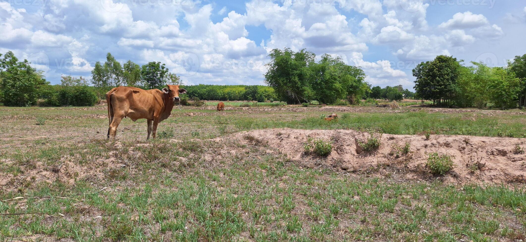 Three cows are being grazed in the forest. photo