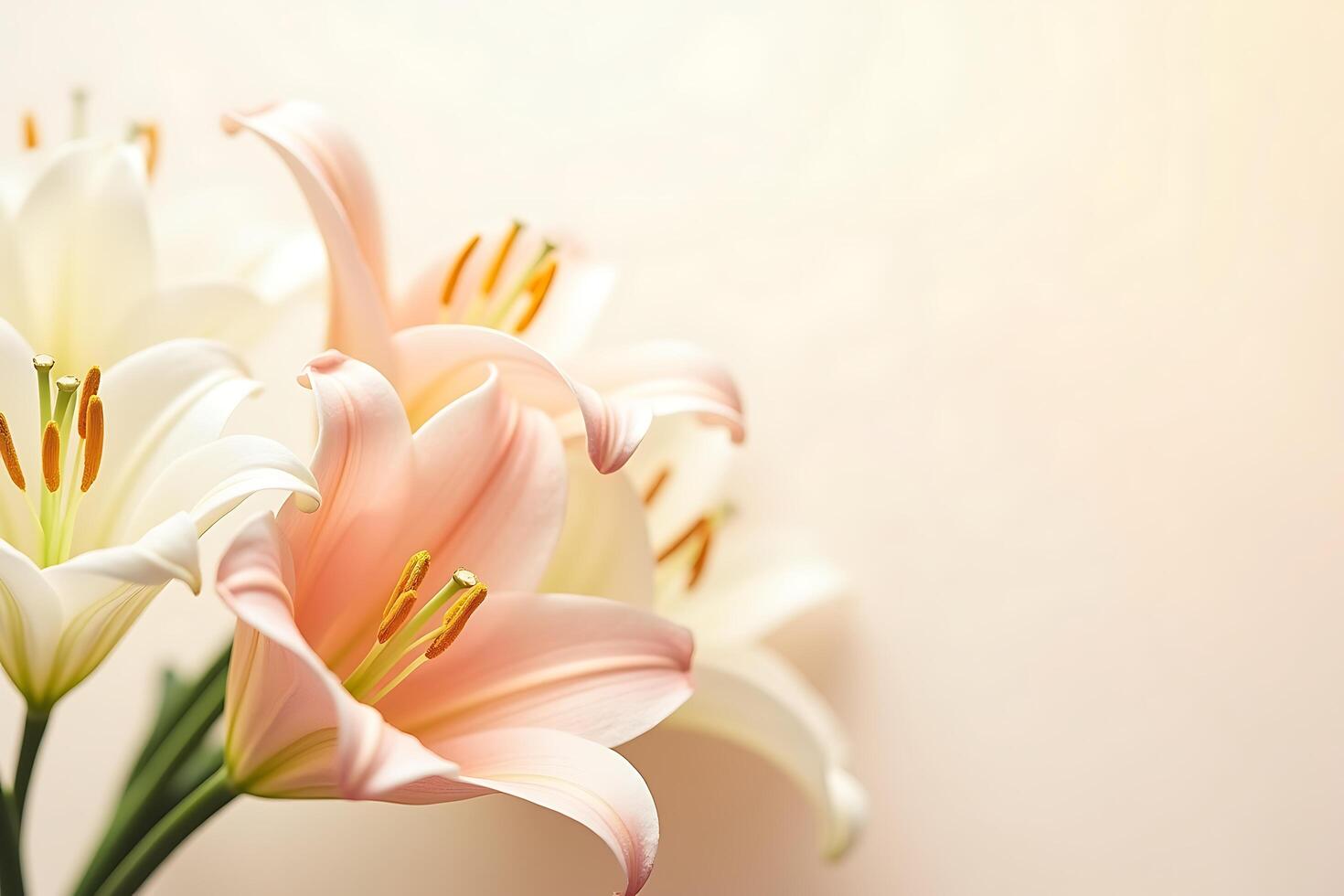 Close up shot of beautiful blooming pink and white lilies with soft natural background lighting and copy space. photo