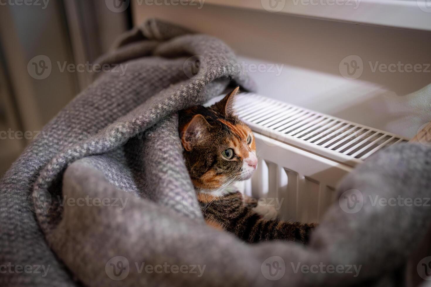 Cat warming its paws, lying by heating radiator, pet covered with woolen plaid basks at radiator photo