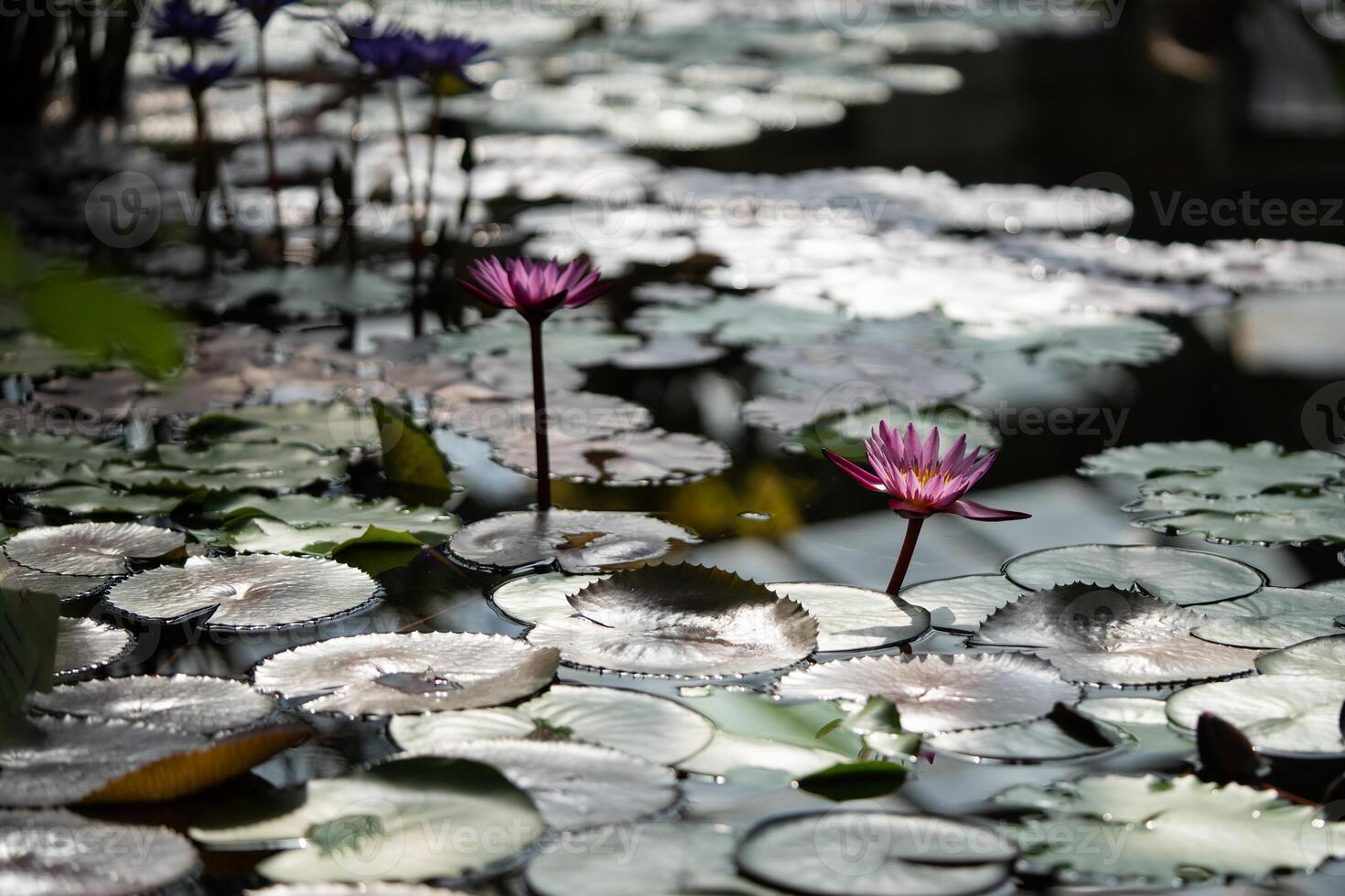 Pond water lilies and blooming lotuses photo
