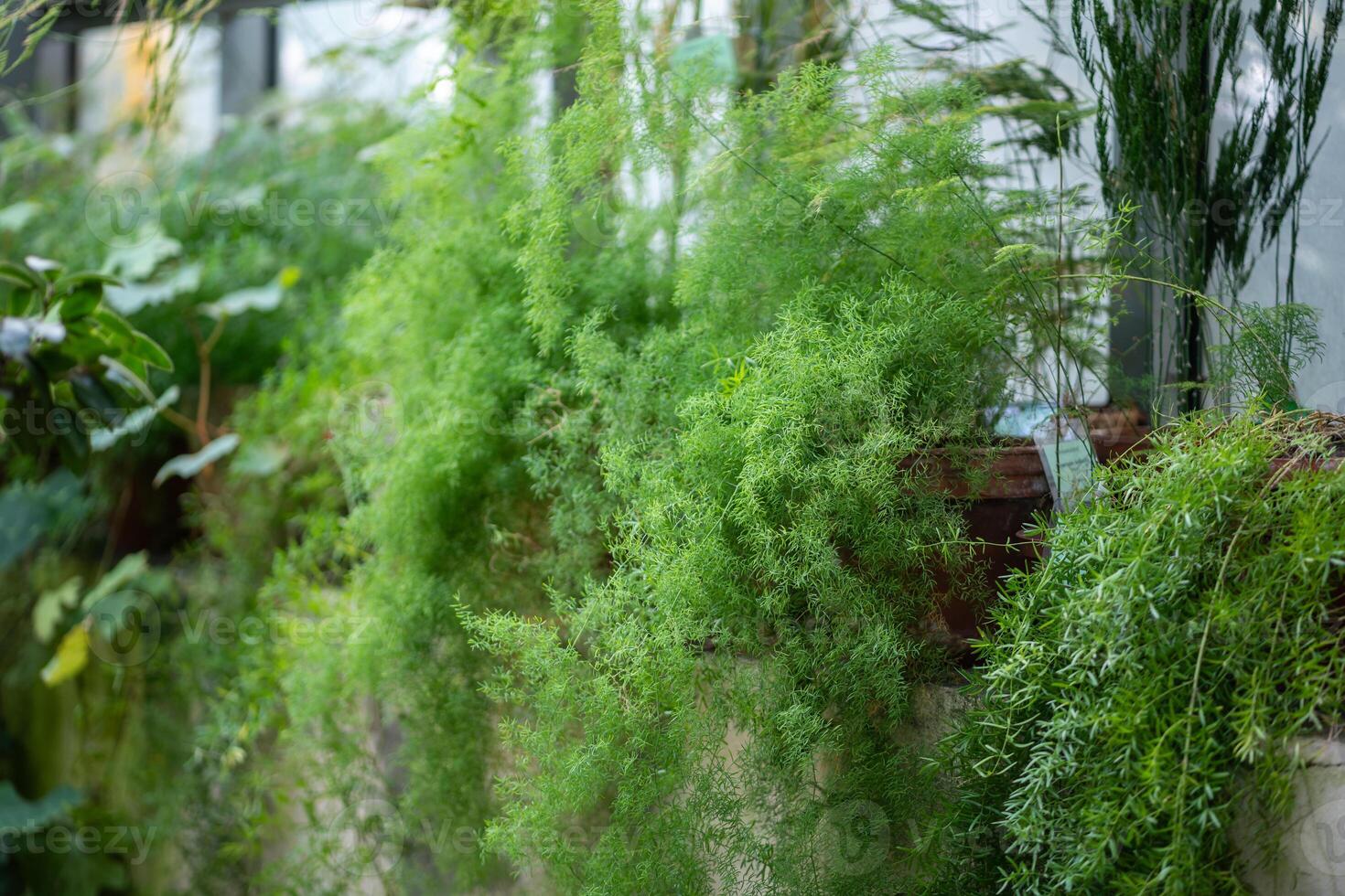 Foxtail asparagus fern plants in pot on windowsill at home. Indoor gardening photo