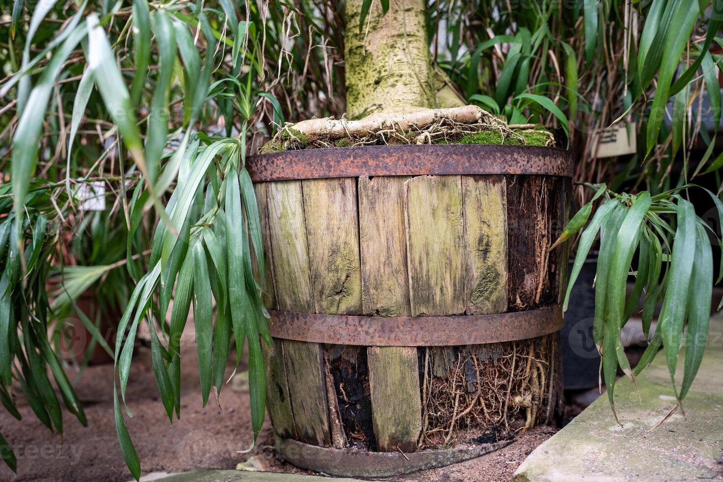 Ficus roots have broken wooden pot due to crowding, because of big root and need to repot photo