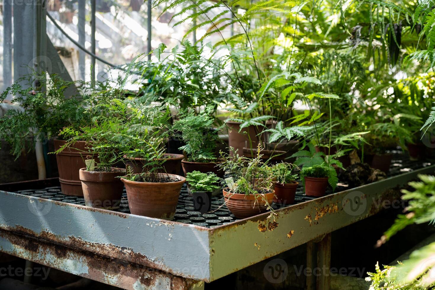 Greenhouse, indoor gardening concept. Plants and ferns growing in old terracotta ceramic flowerpots photo