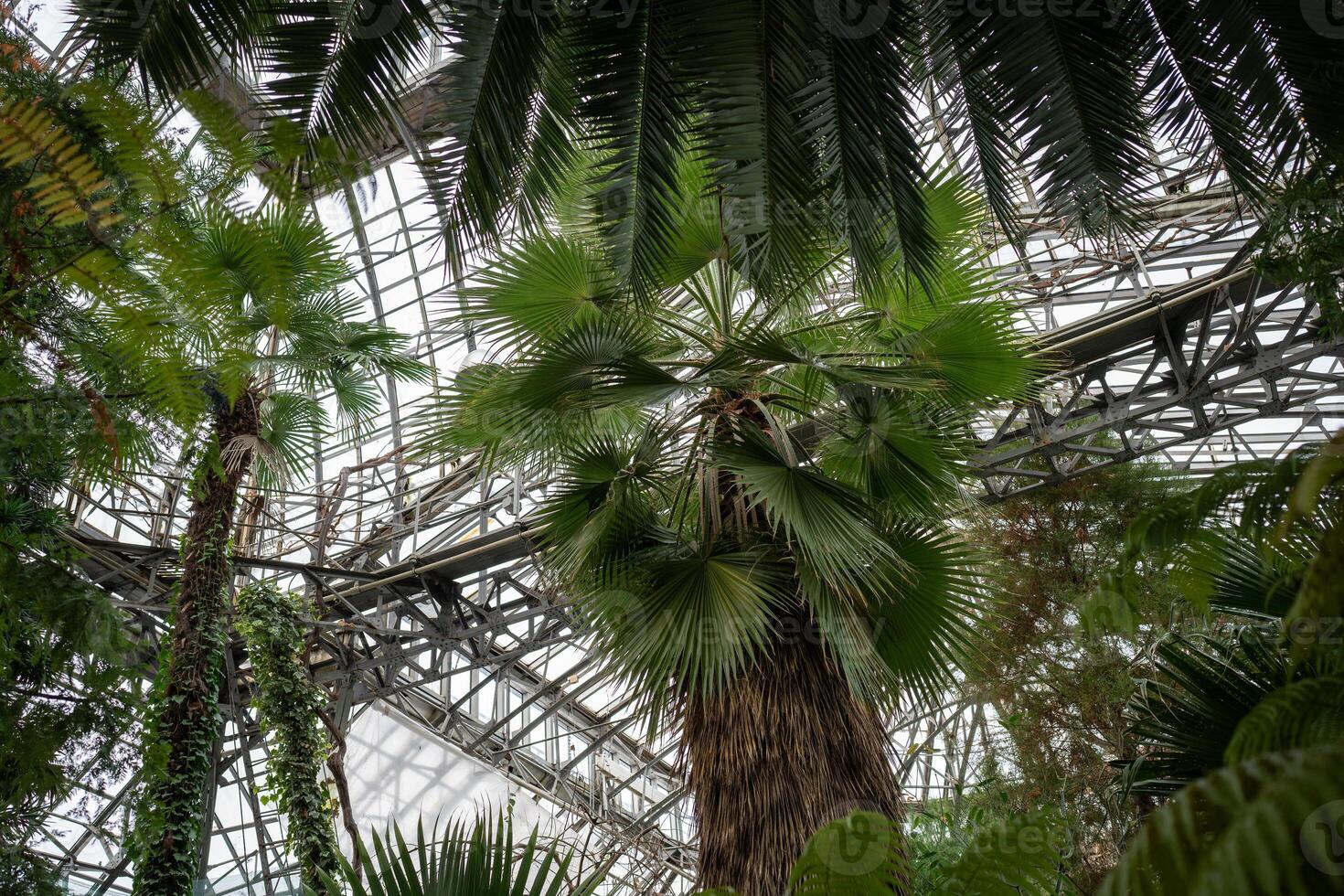 Indoor orangery garden with warm tropical climate, temperature, sunlight for growing palm trees photo