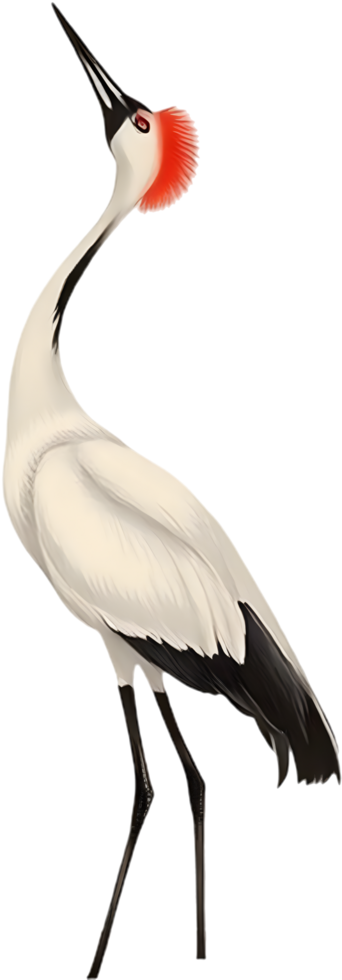Serene red crowned crane gazes upward in sumi painting clipart. . png