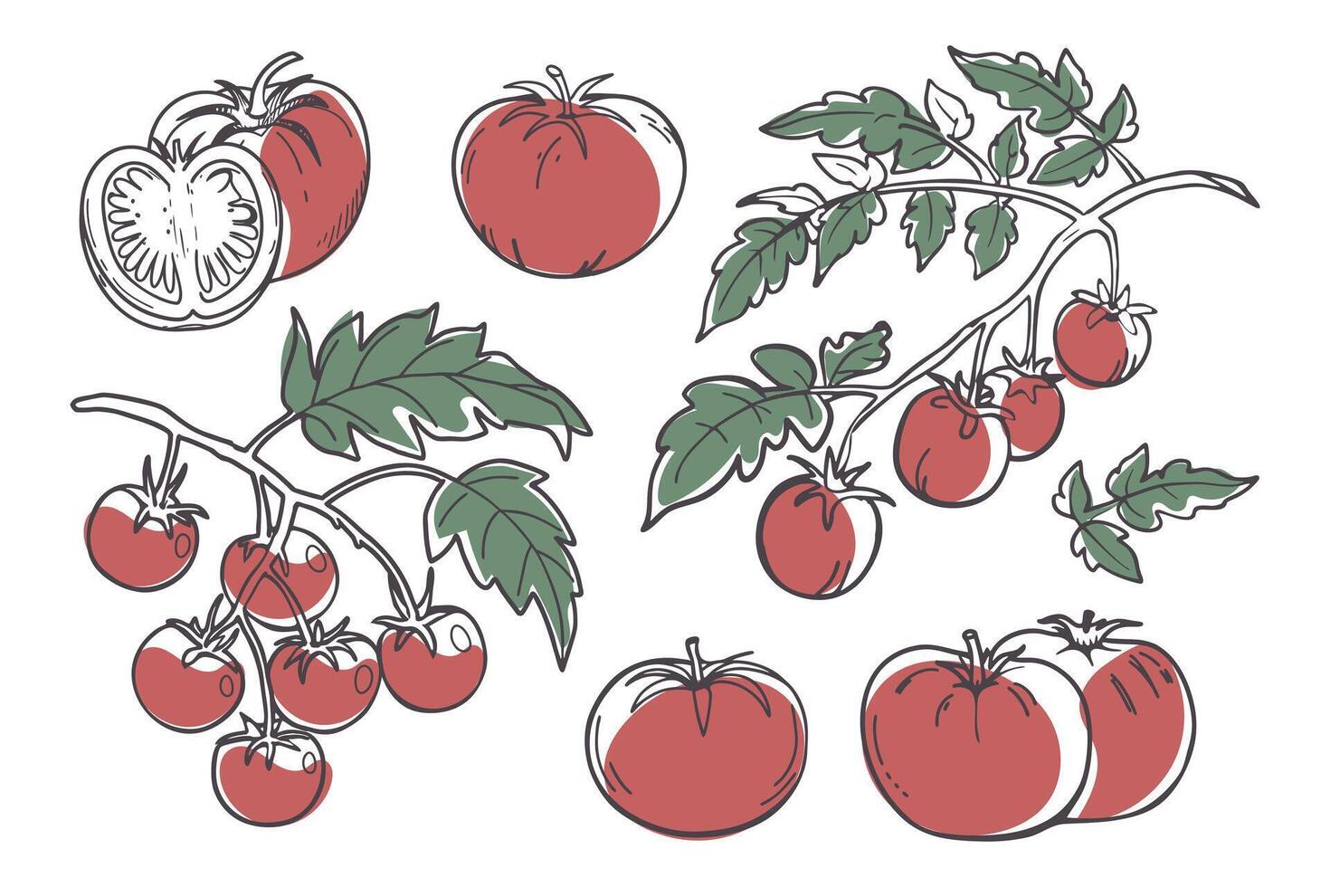 Set of tomatoes. Collection of tomatoes and tomato plants. Hand drawn illustration. vector