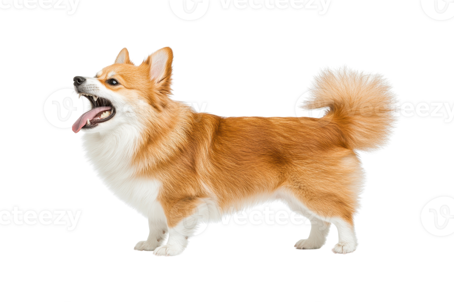 A playful Corgi standing proudly, showcasing its distinctive short legs, fluffy tail, and lively expression. png
