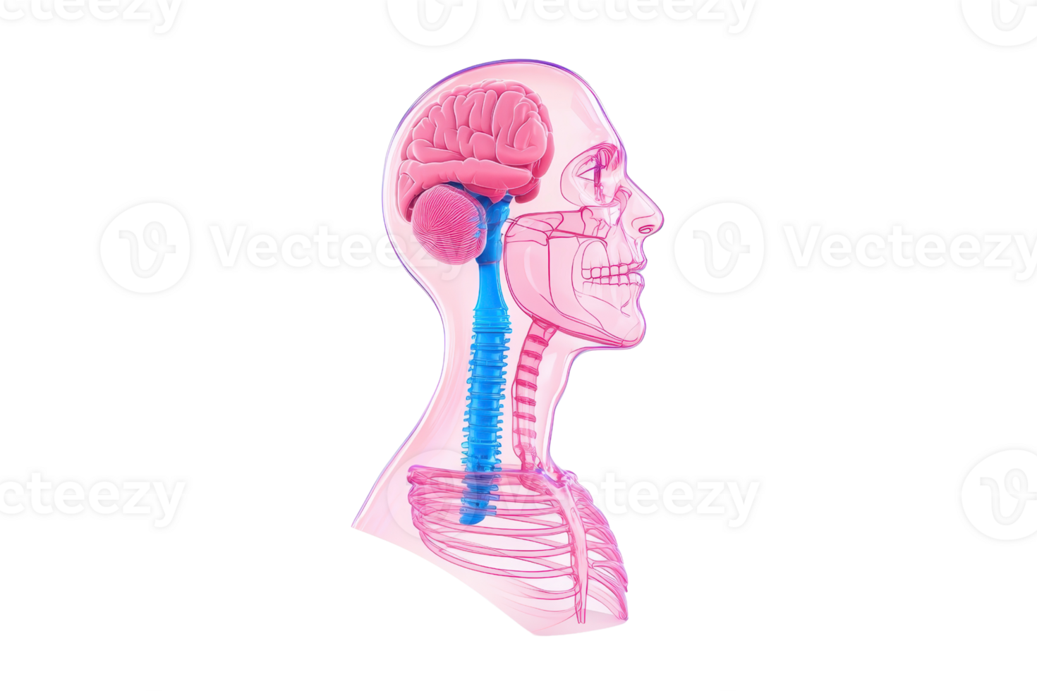 A detailed anatomical model of a human head showcasing the brain, spinal cord, and skeletal structure. png