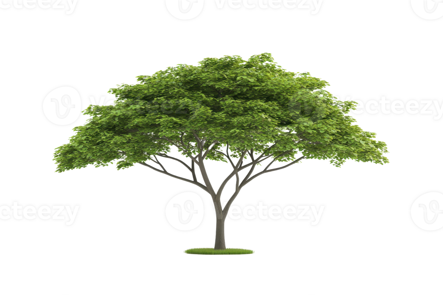 A lush green tree with a full canopy, featuring a sturdy trunk and numerous branches. png
