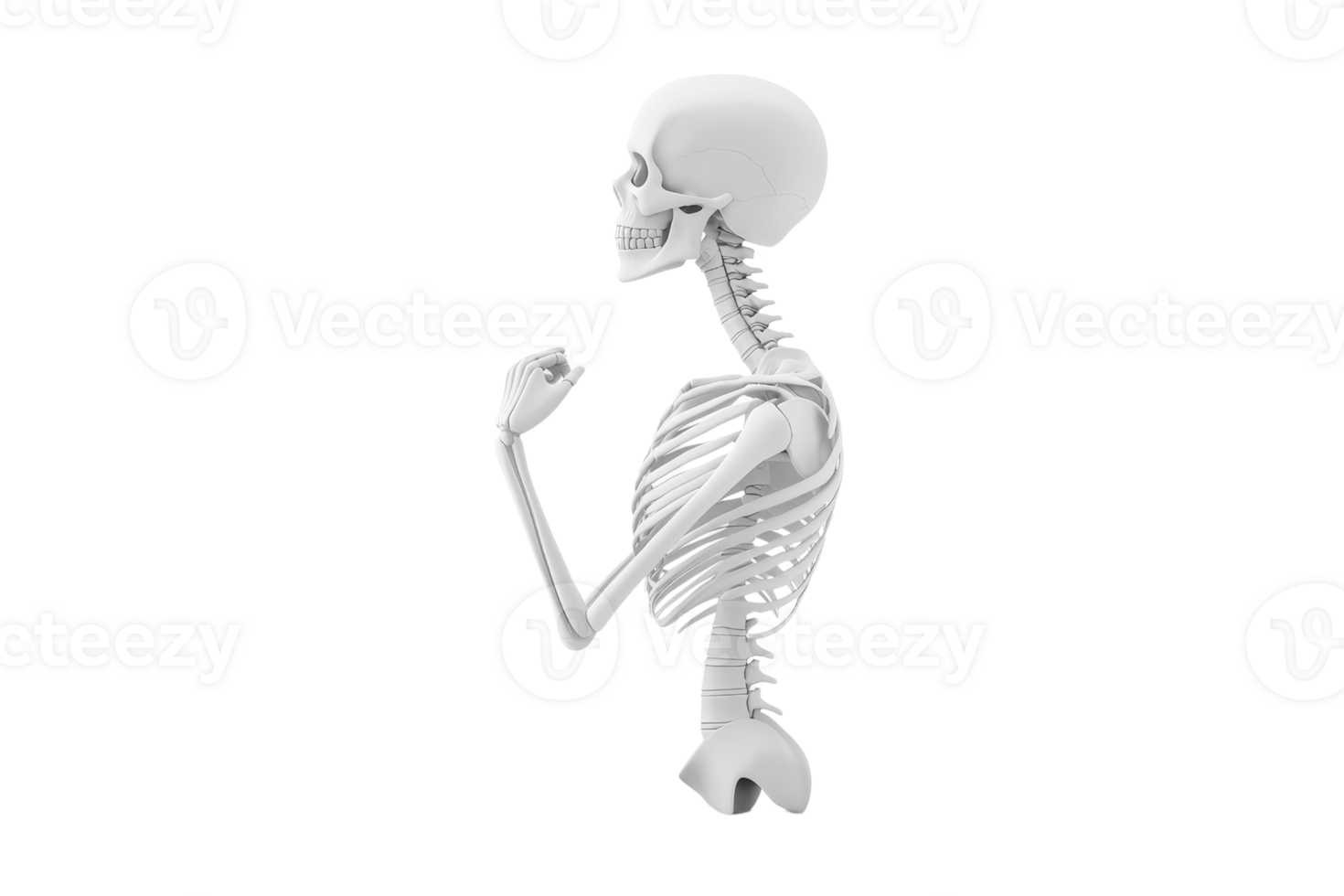 A 3D skeletal model positioned in a side view, showcasing detailed bone structure and posture. png