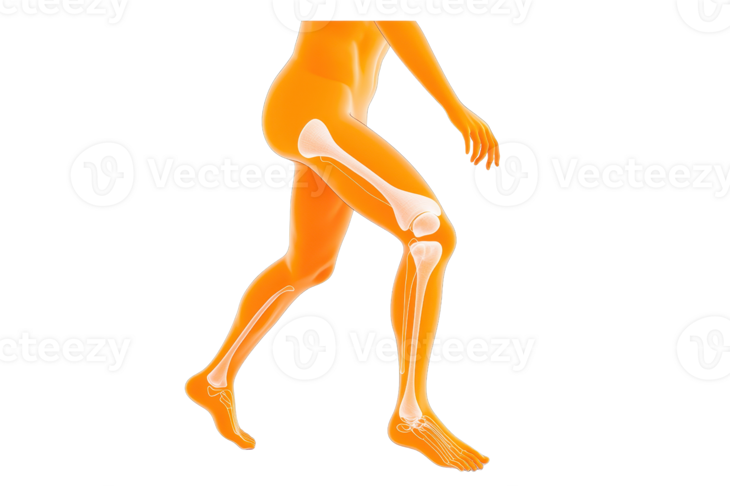 A vibrant illustration of a walking human figure highlighting skeletal and muscular structures in bright colors. png