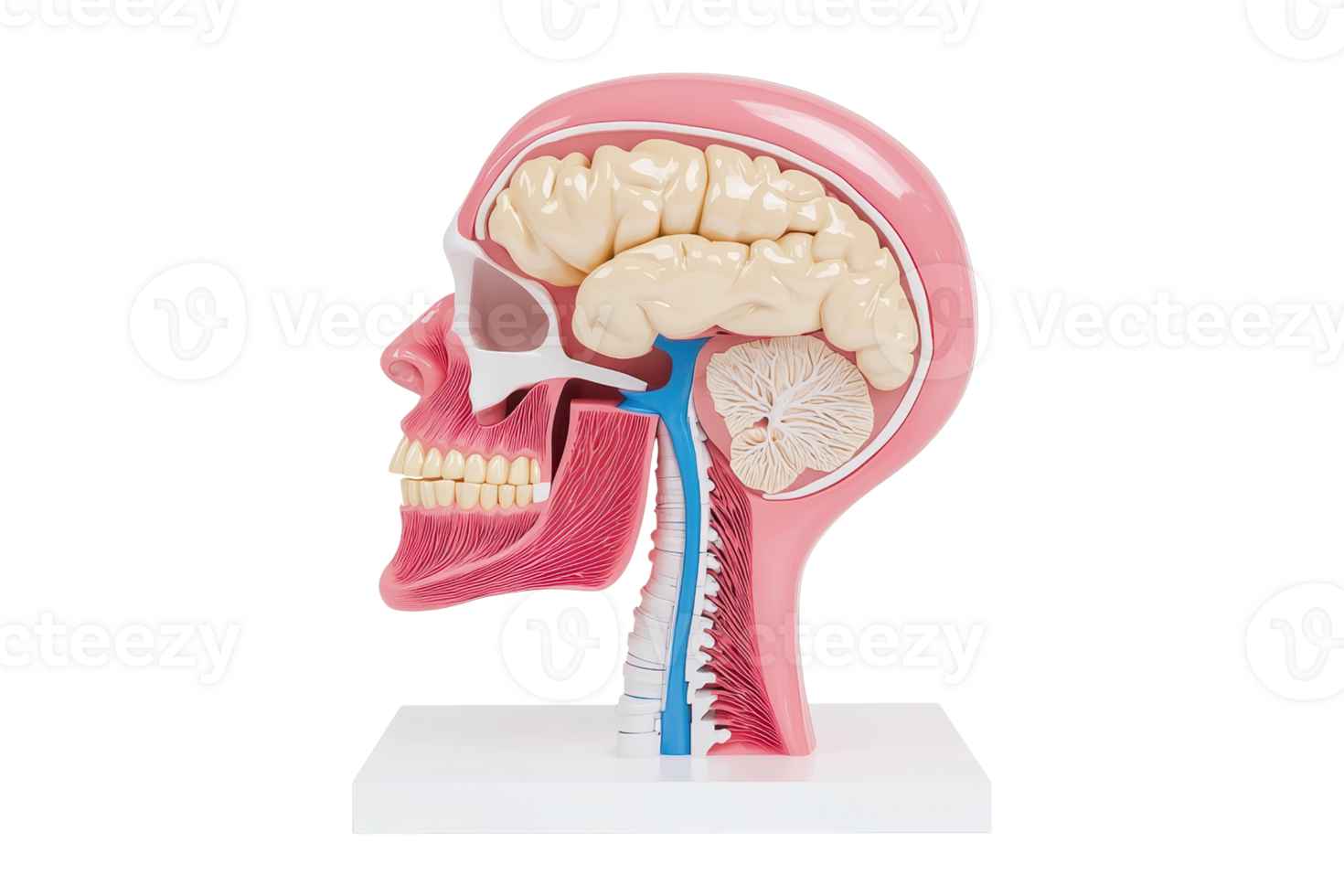 A detailed anatomical model showcasing the human head, including the brain, skull, and throat. png