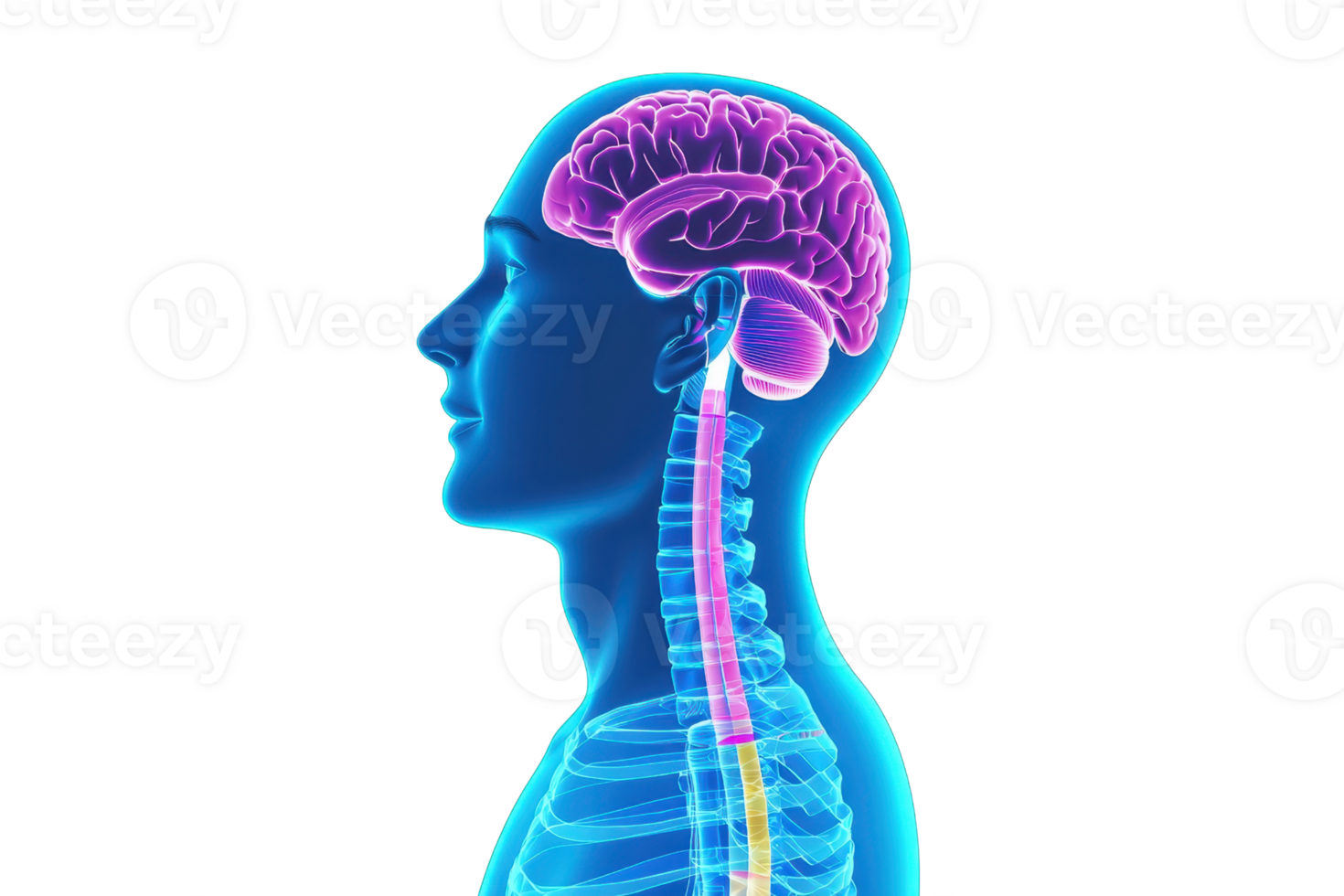A side view illustration of a human head showcasing the brain and spinal cord in vibrant colors. png