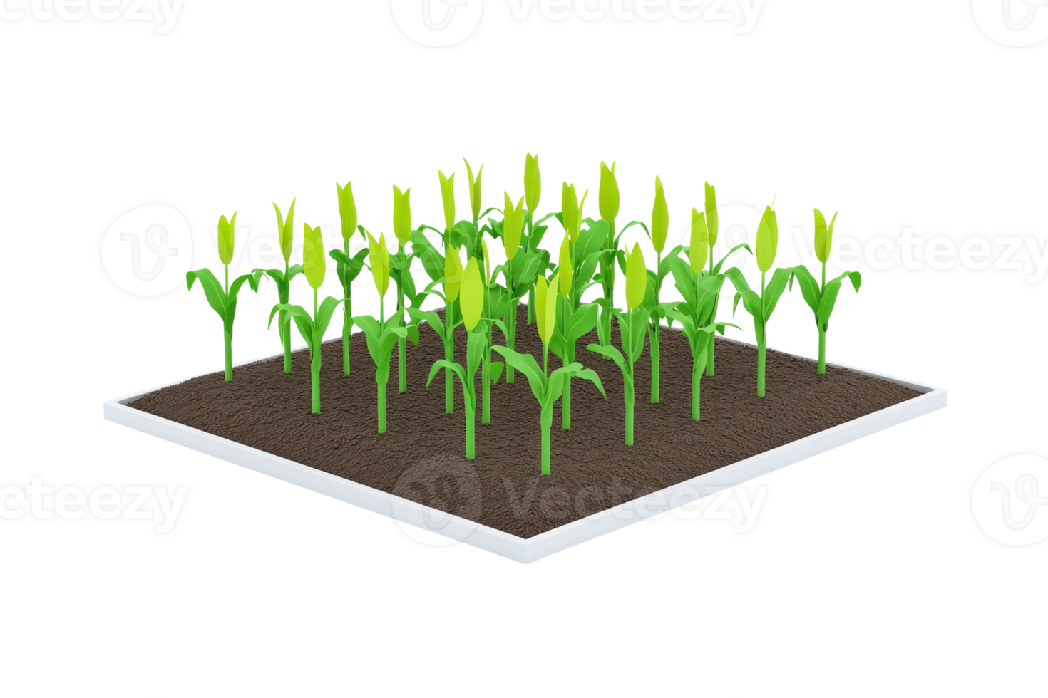 A vibrant patch of corn plants with bright green leaves and developing ears, flourishing in a rich, dark soil setting. png