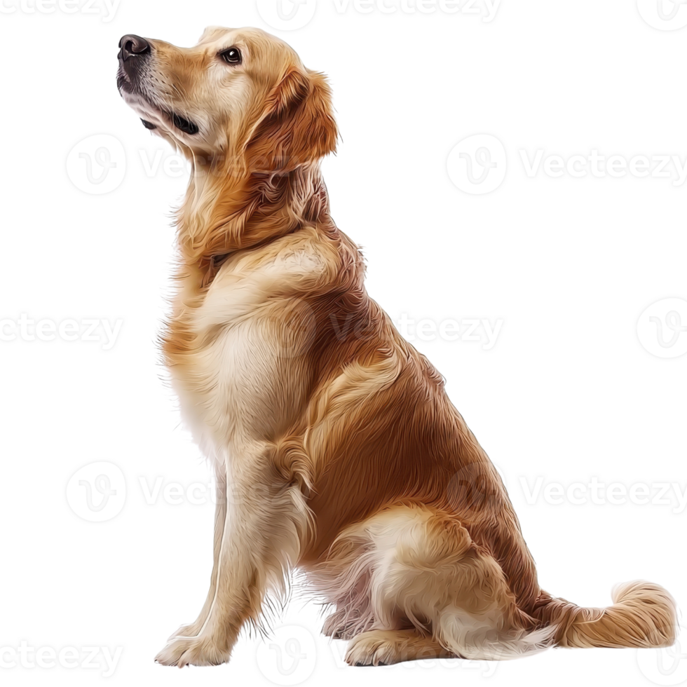 A golden retriever sits gracefully, showcasing its shiny coat and attentive posture. png