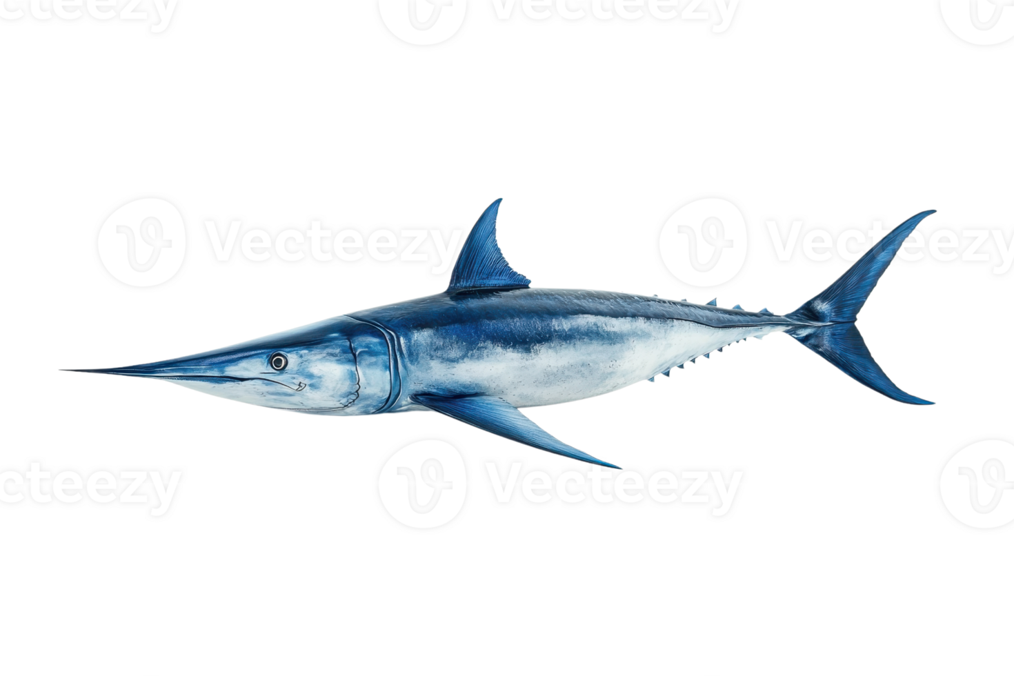 A sleek, blue fish with a long, pointed snout and prominent fins, showcasing its streamlined body and predatory nature. png