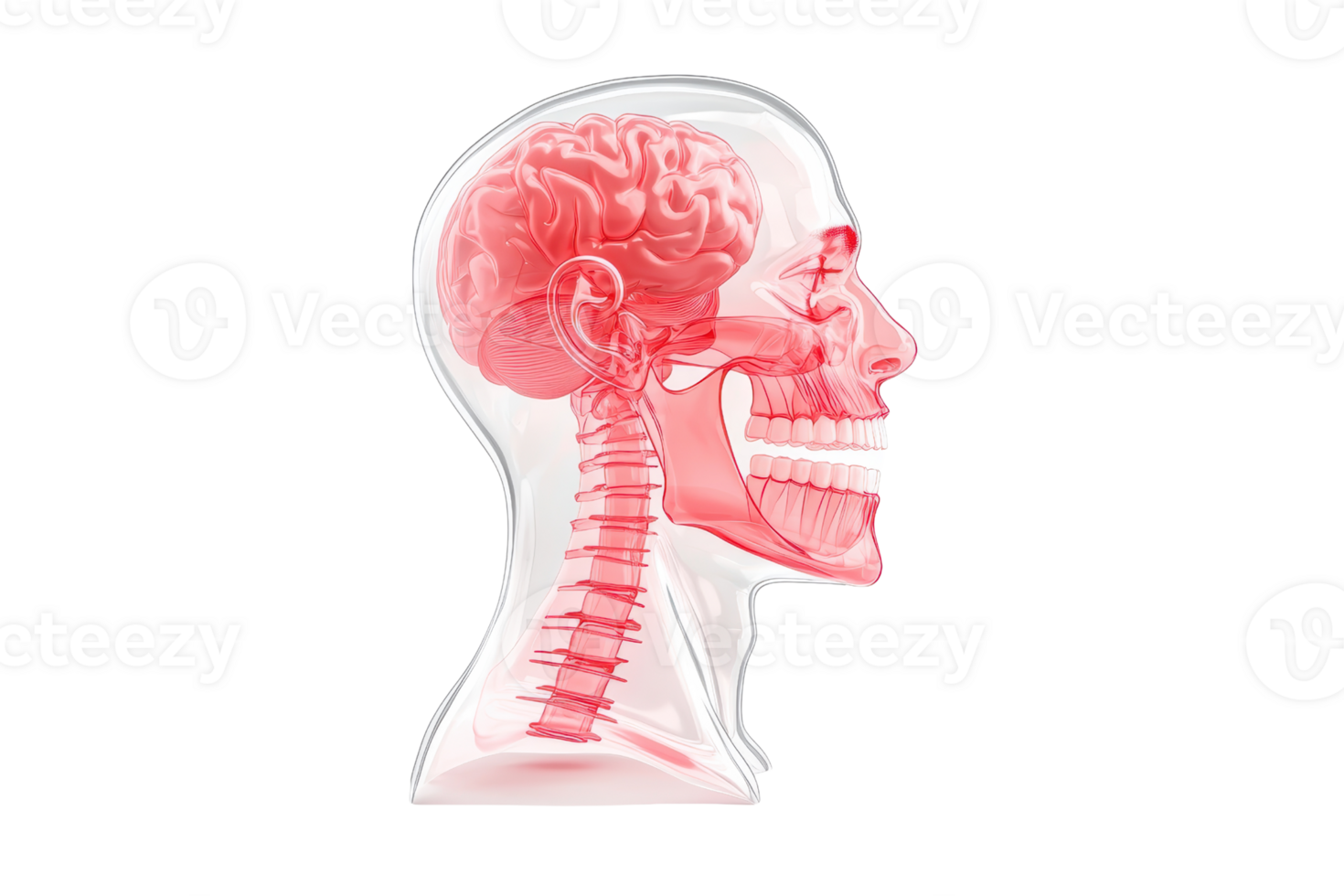 A detailed anatomical illustration of a human head, showcasing the brain, skeletal structure, and facial features. png