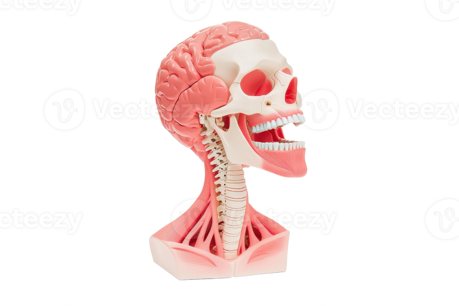 A detailed anatomical model showcasing a human skull, brain, and neck muscles, highlighting various structures for educational purposes. png