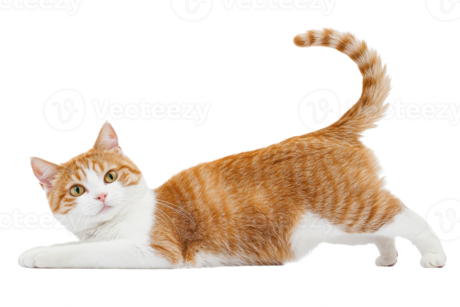 A playful orange and white cat stretching on its belly with an alert expression, showcasing its sleek body and distinctive fur pattern. png