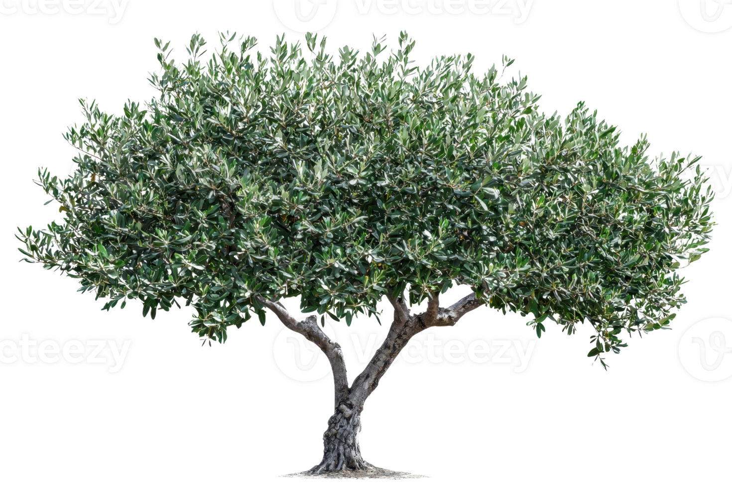 A lush, leafy tree with a broad canopy and sturdy trunk, showcasing vibrant green foliage. png