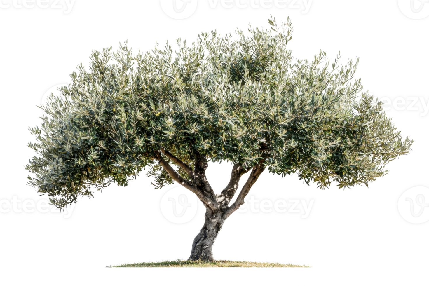 A mature olive tree with a wide canopy and thick trunk, showcasing lush green leaves and a distinct gnarled appearance. png