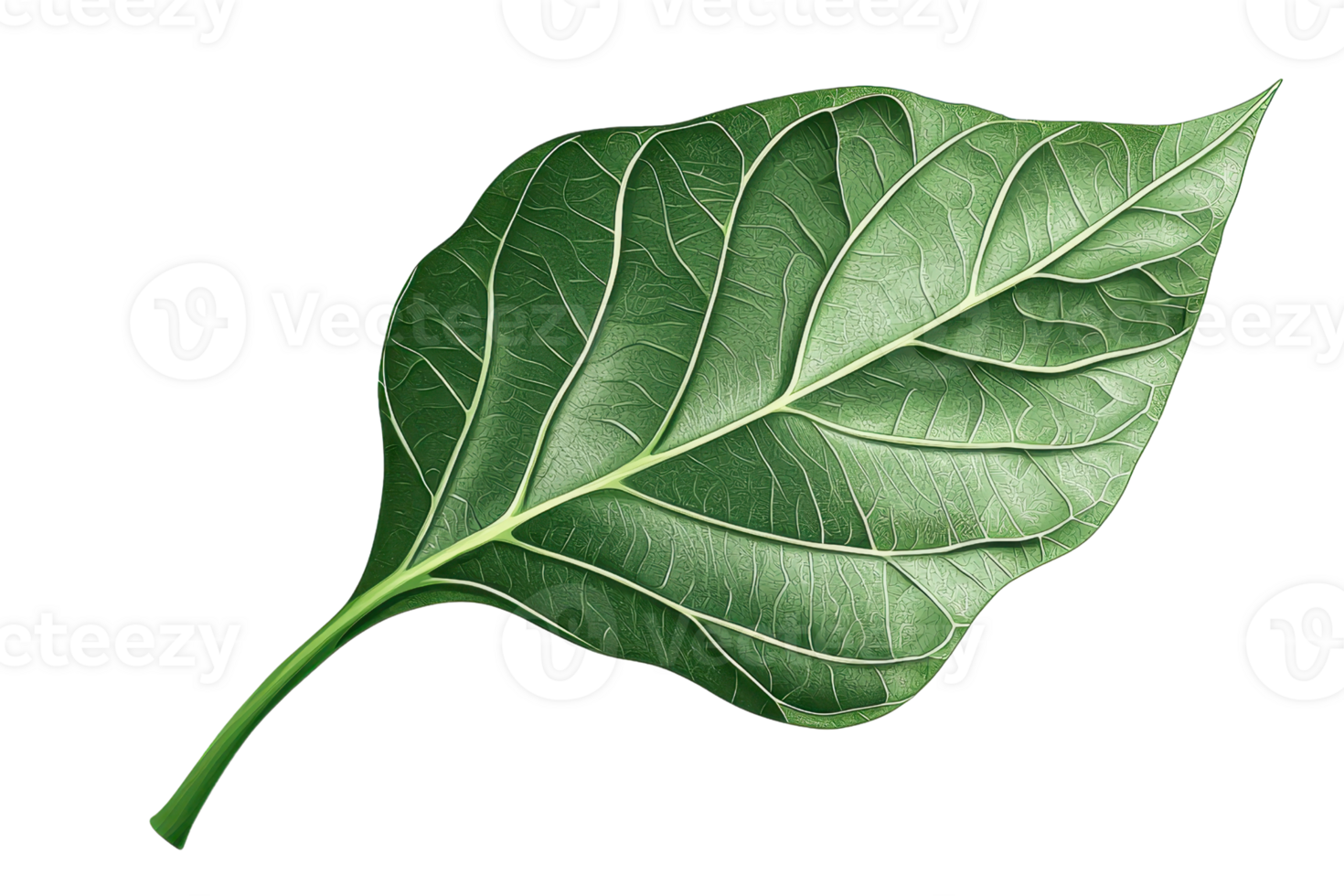 A single green leaf displaying intricate veins and a smooth surface. png