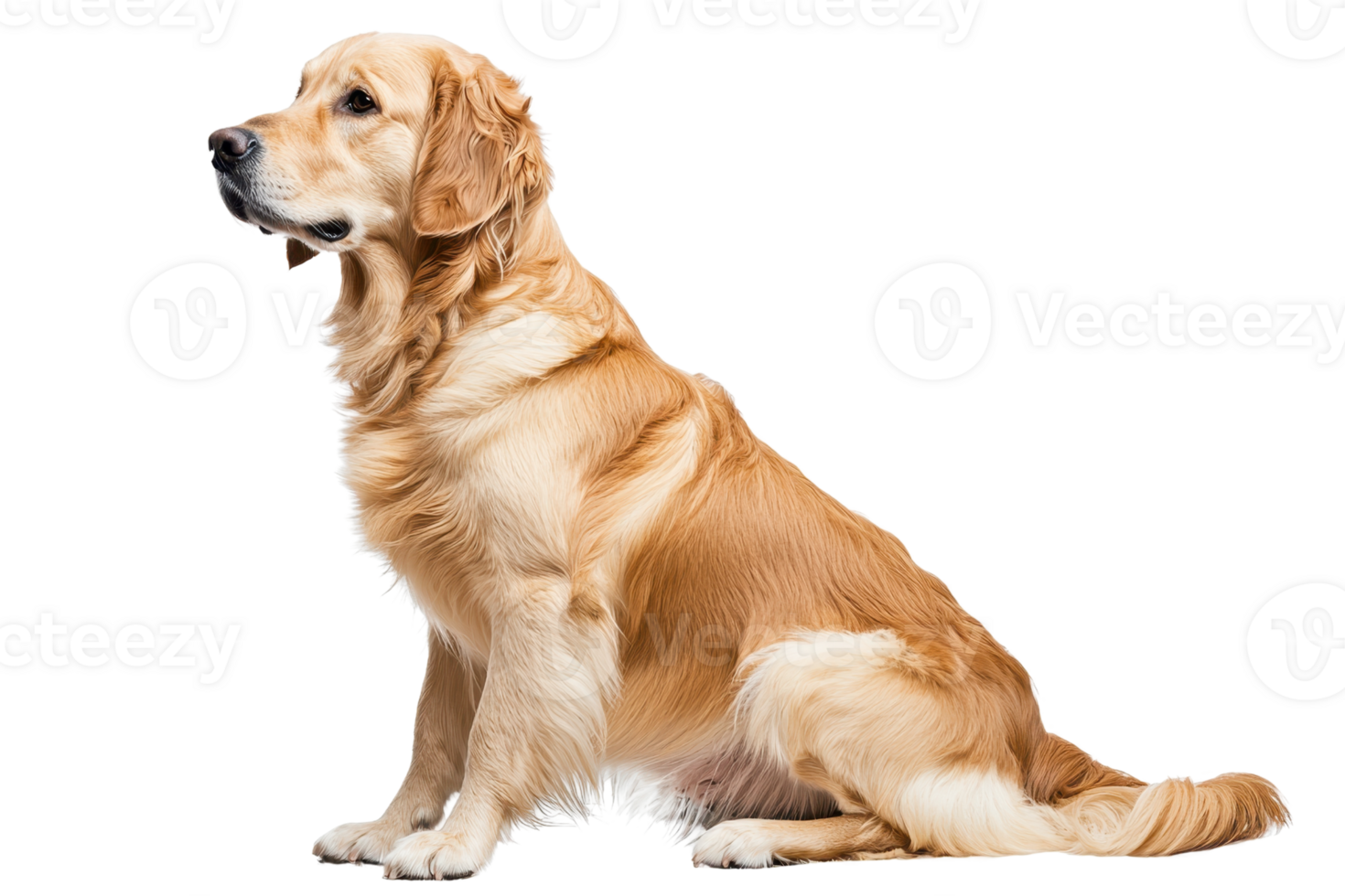 A golden retriever sits gracefully, showcasing its friendly demeanor and beautiful golden coat. png
