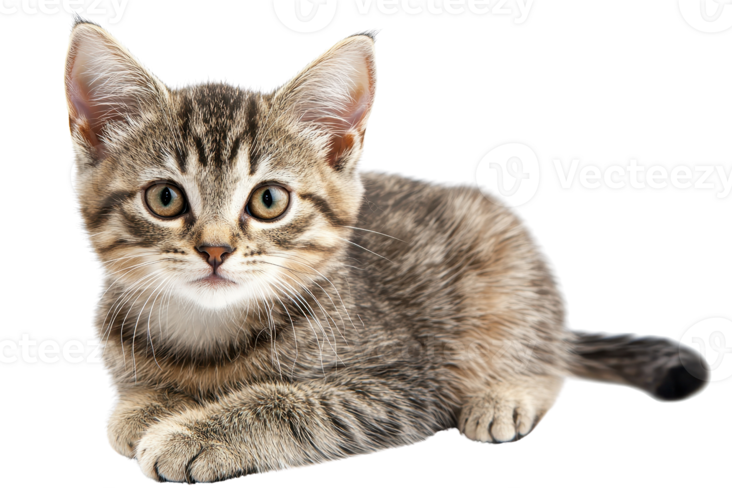 A small, adorable tabby kitten with striking eyes and soft fur, lying gracefully in a relaxed position. png