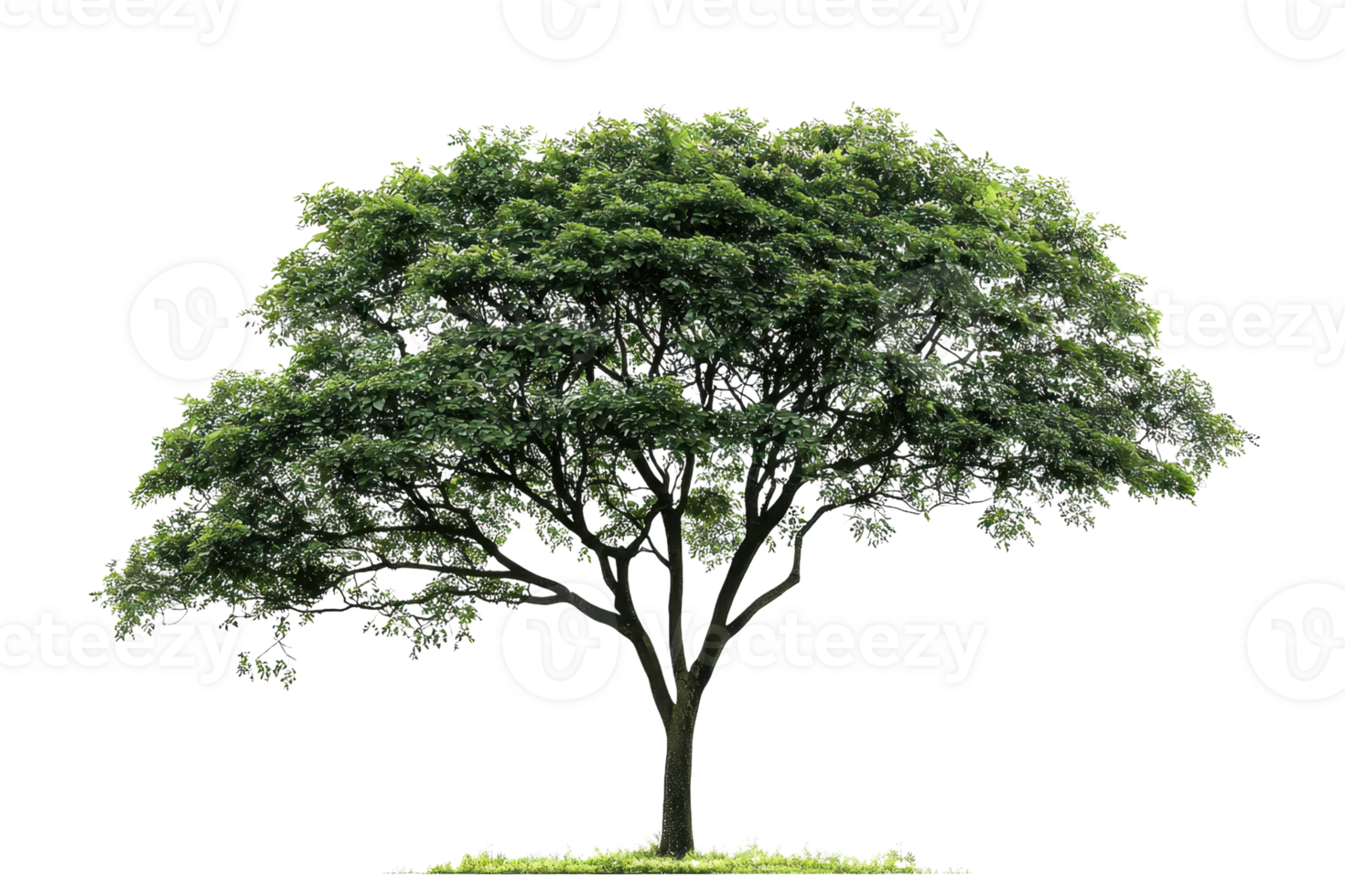 A lush, green tree with a broad canopy and a sturdy trunk, showcasing vibrant leaves and natural beauty. png