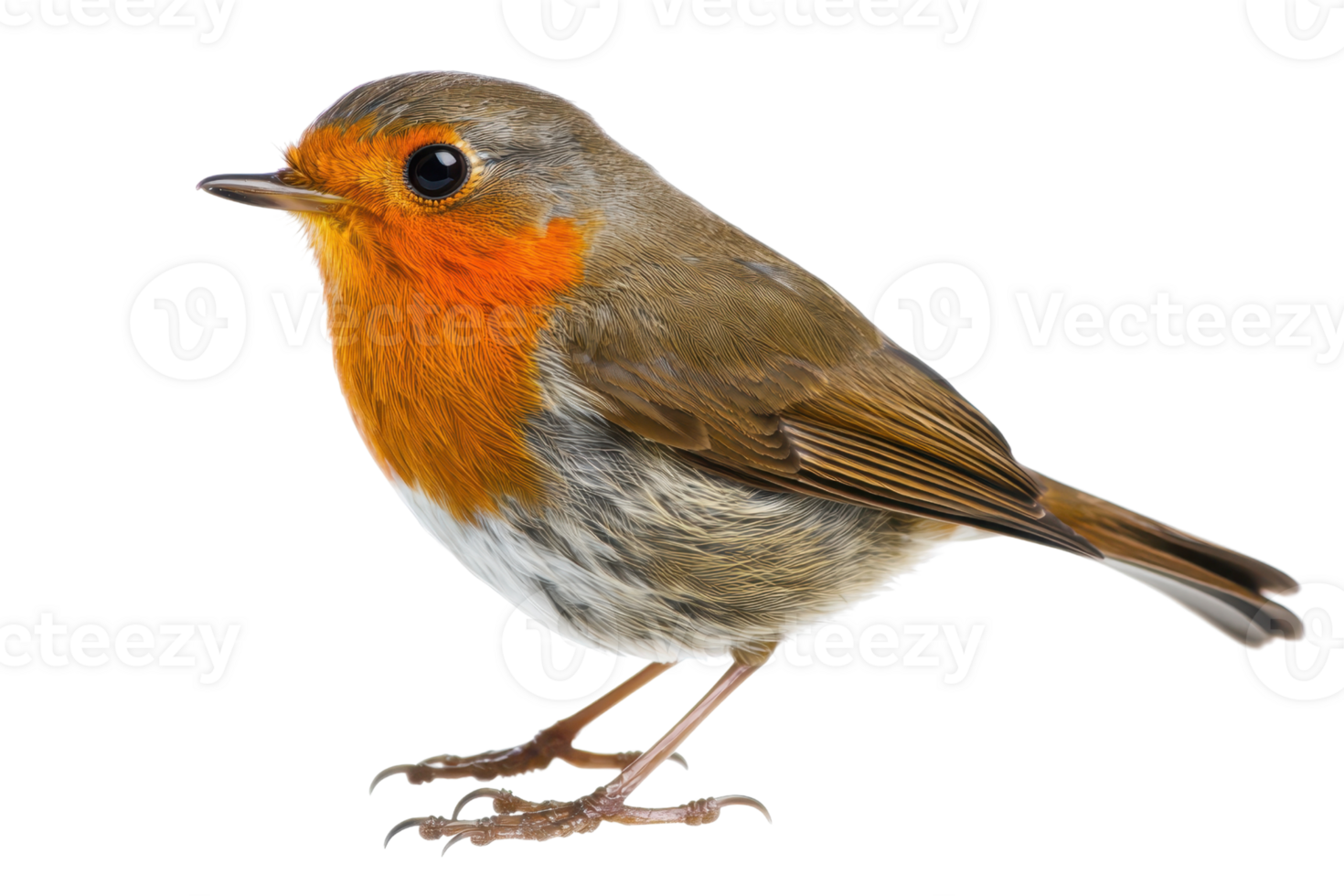 A small bird with a vibrant orange chest and brownish-grey feathers, standing with a poised posture, showcasing its delicate features. png