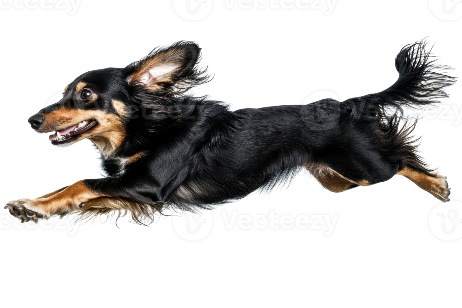 A dynamic black dog leaping in mid-air, showcasing its agility and playful nature. png