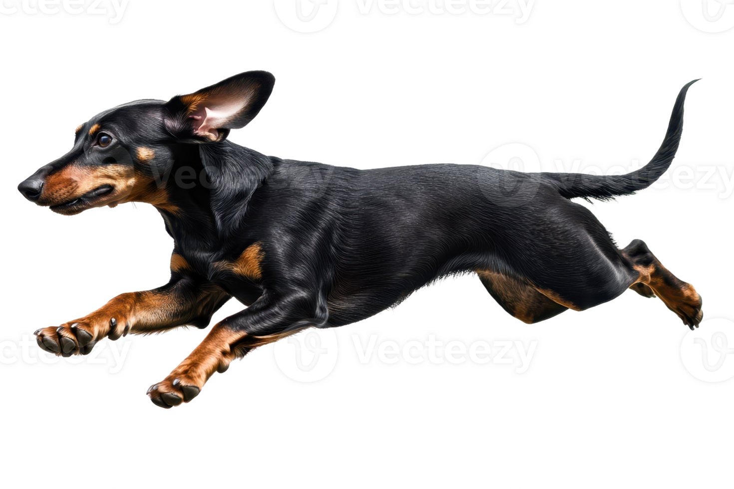 A black and tan dog leaps gracefully, showcasing its agility and athleticism in motion. png
