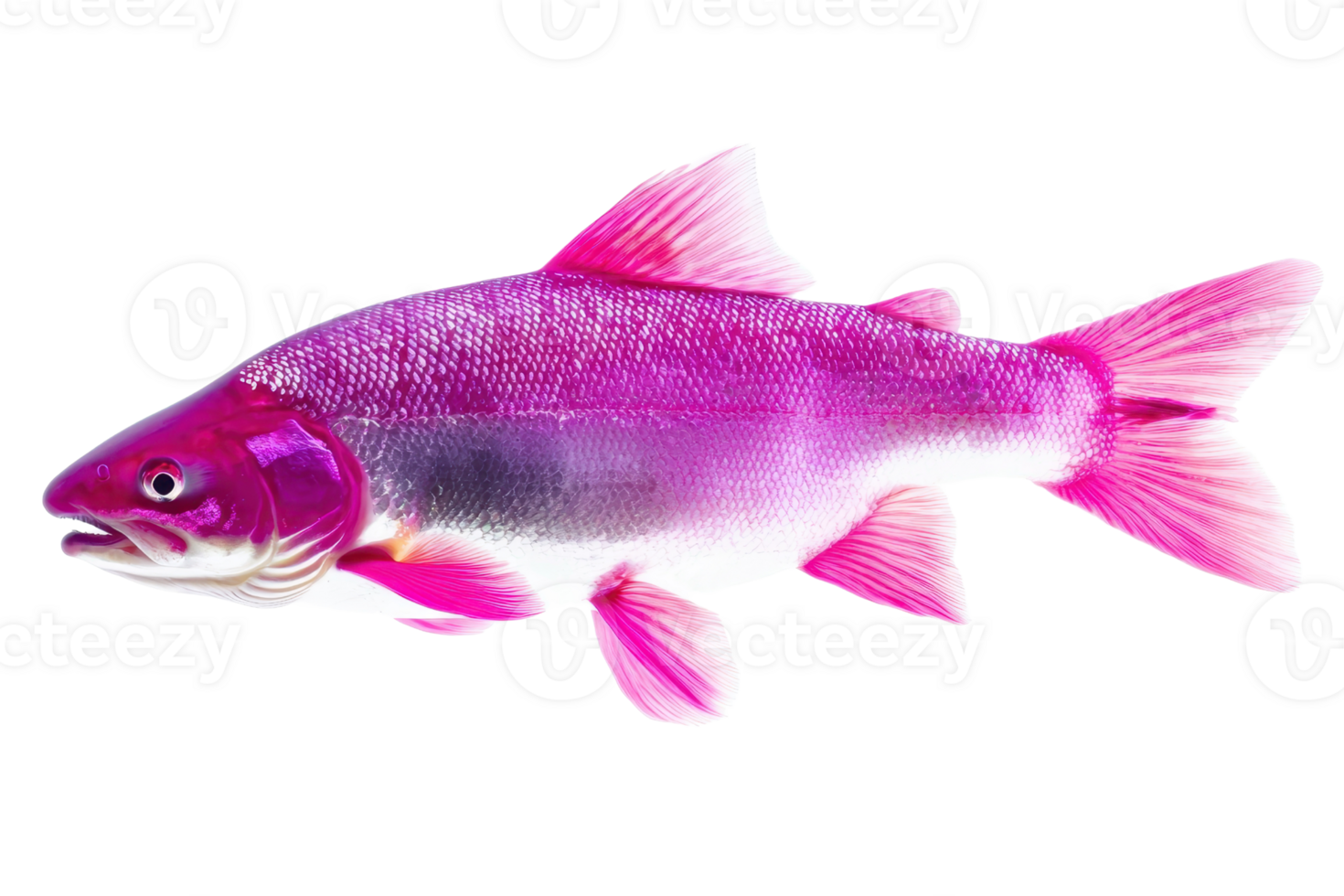 A vibrant pink fish with distinct fins and a streamlined body, showcasing bright colors and intricate patterns. png
